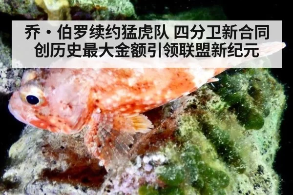 乔·伯罗续约猛虎队 四分卫新合同创历史最大金额引领联盟新纪元